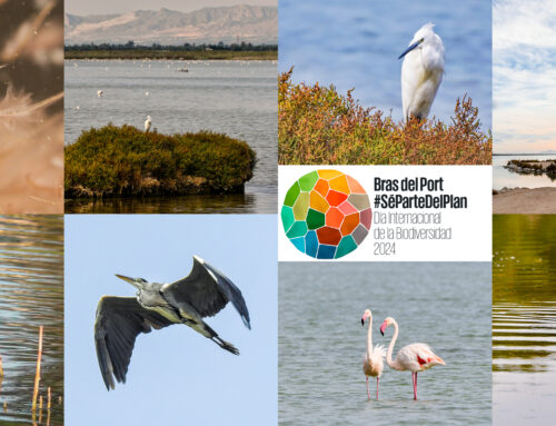 Salinas Bras del Port, Lugar Fundamental para Conservación de la Diversidad Biológica