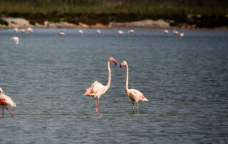 Foto post blog Día Mundial de las Aves Migratorias